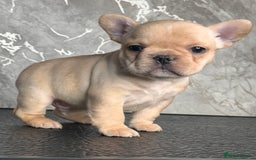 French Bulldog dogs for sale: Champion Sired Fawn / red fawn French bulldogs - Advert 12