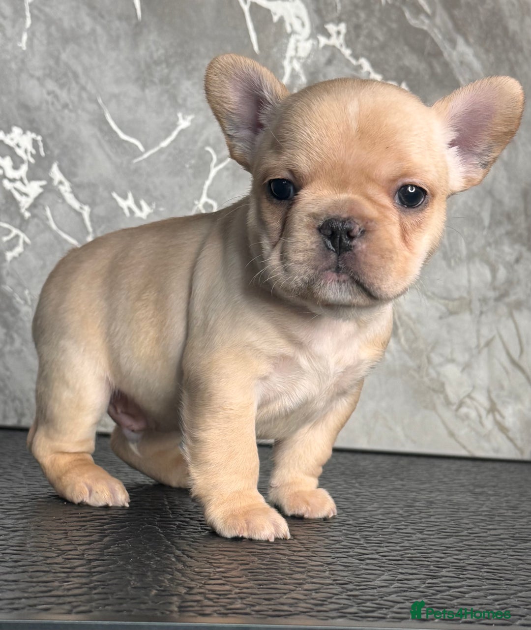 French Bulldog dogs for sale: Champion Sired Fawn / red fawn French bulldogs - Advert 12