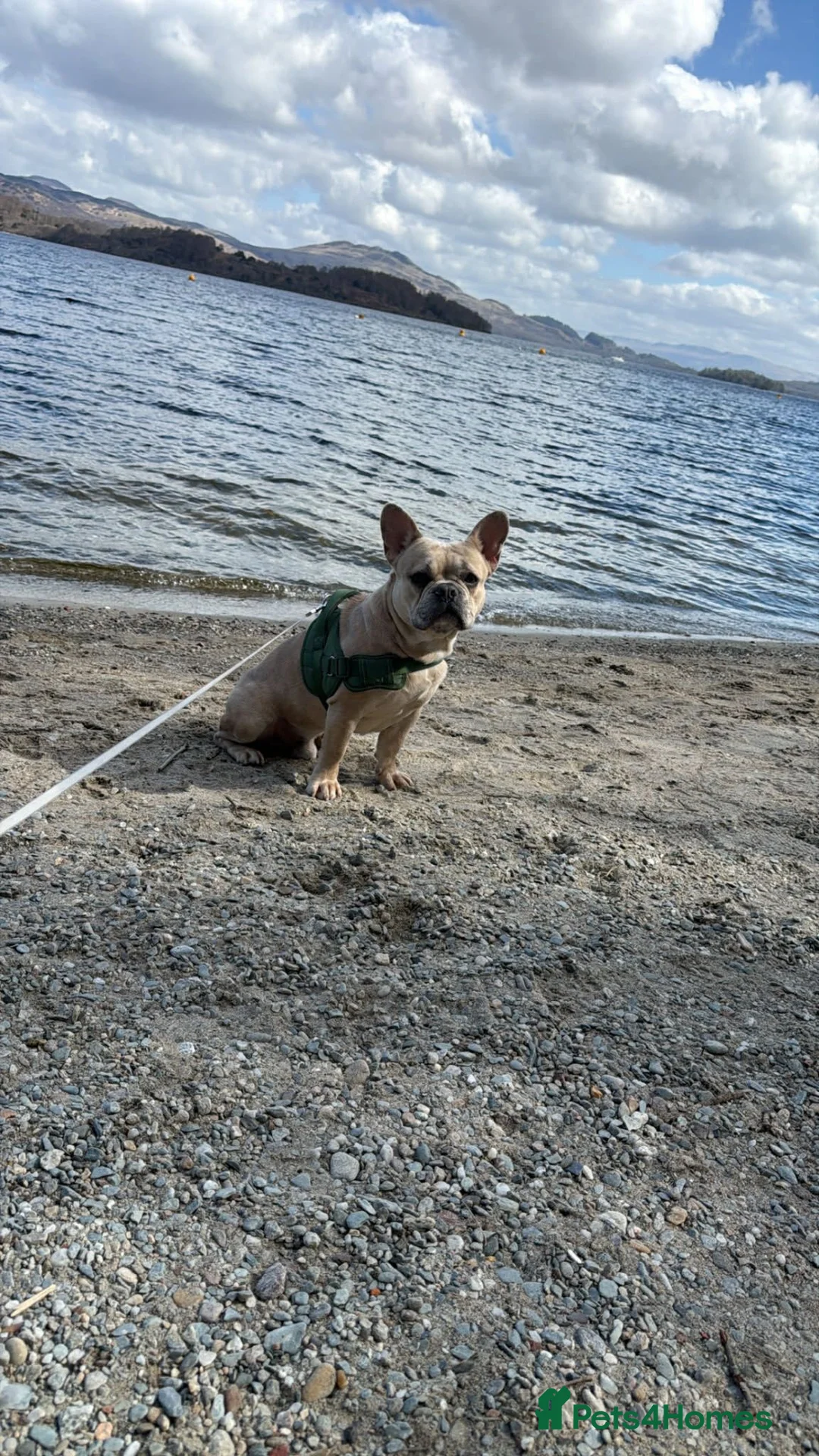 French Bulldog dogs for sale: 5 beautiful French bulldog puppies for sale DWKC - Advert 2