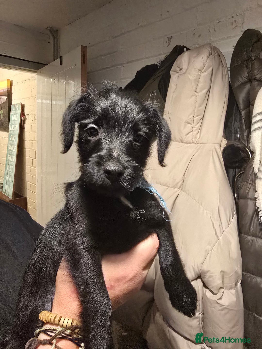 Mixed Breed dogs for sale: Schnoodle cross pomiestaff - Advert 6