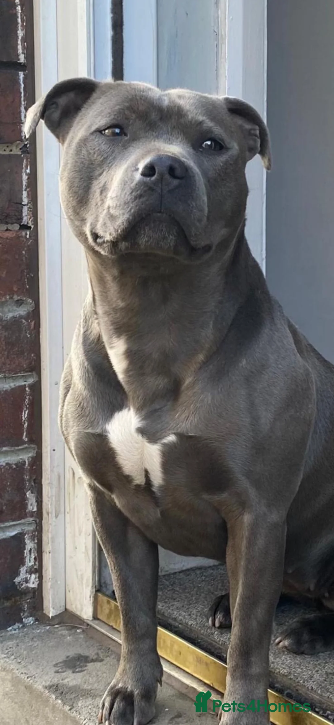 Staffordshire Bull Terrier dogs for sale: 🏆🥇CHAMPION PHARAON🥇🏆 blue Staffy puppies  - Advert 30
