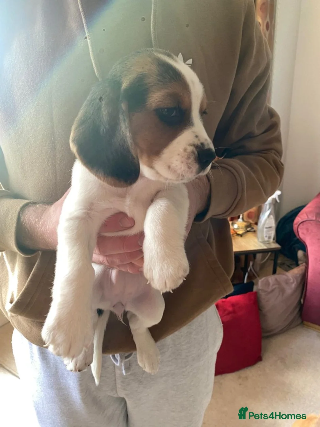 Beagle dogs for sale: Beagle chunky beagle pups for sale - Advert 5