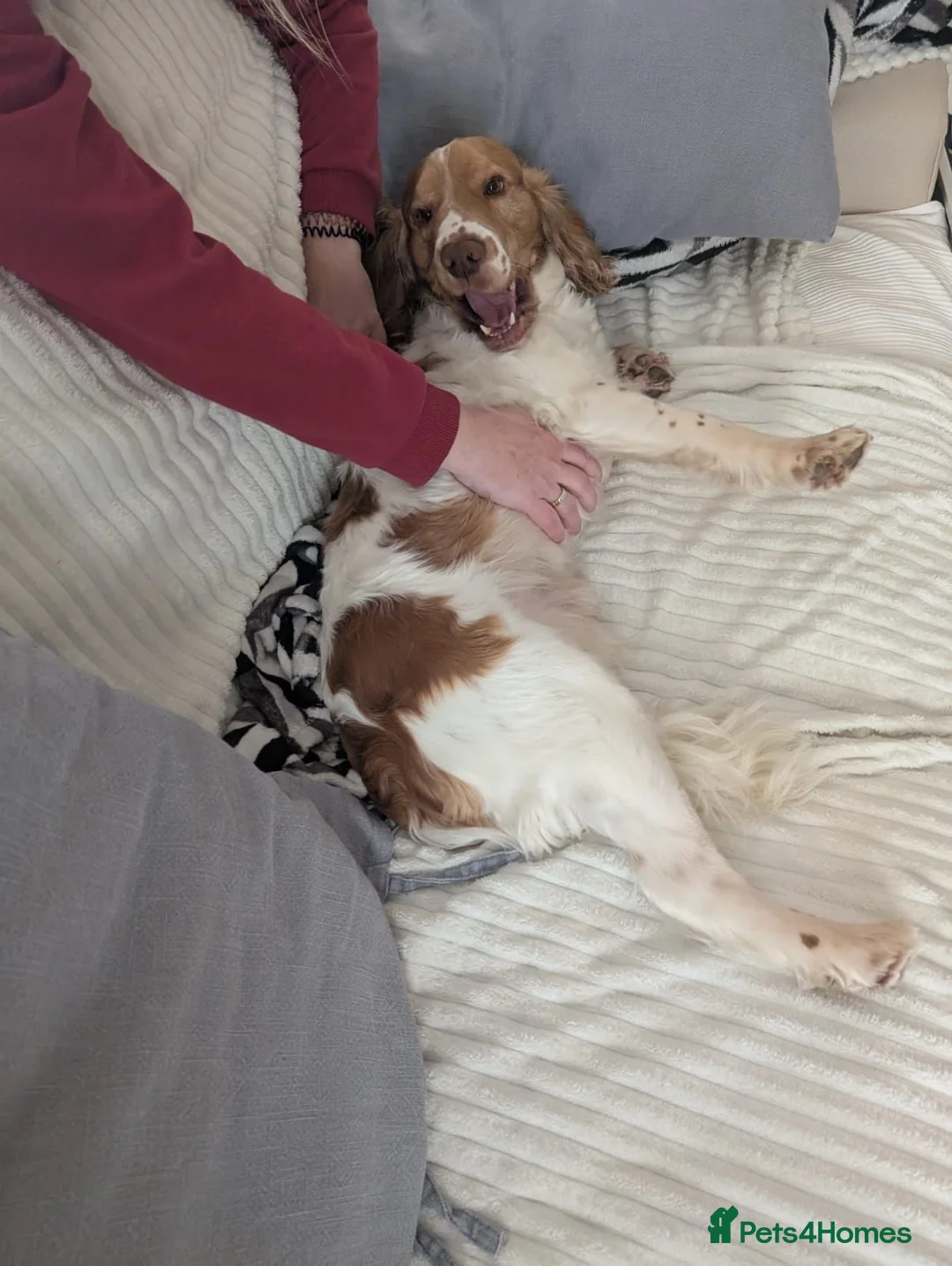 Cocker Spaniel dogs for sale: Cocker Springer Spaniel for rehoming in Nottingham - Advert 5