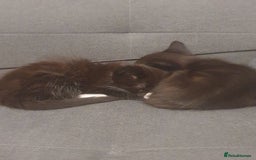 British Shorthair cats for sale: 3 kittens for sale - Image 6