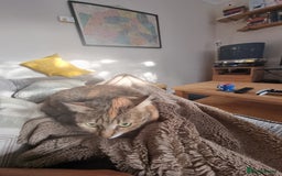 Mixed Breed cats for adoption: Hiyori & Ollie - beautiful pair - Image 8