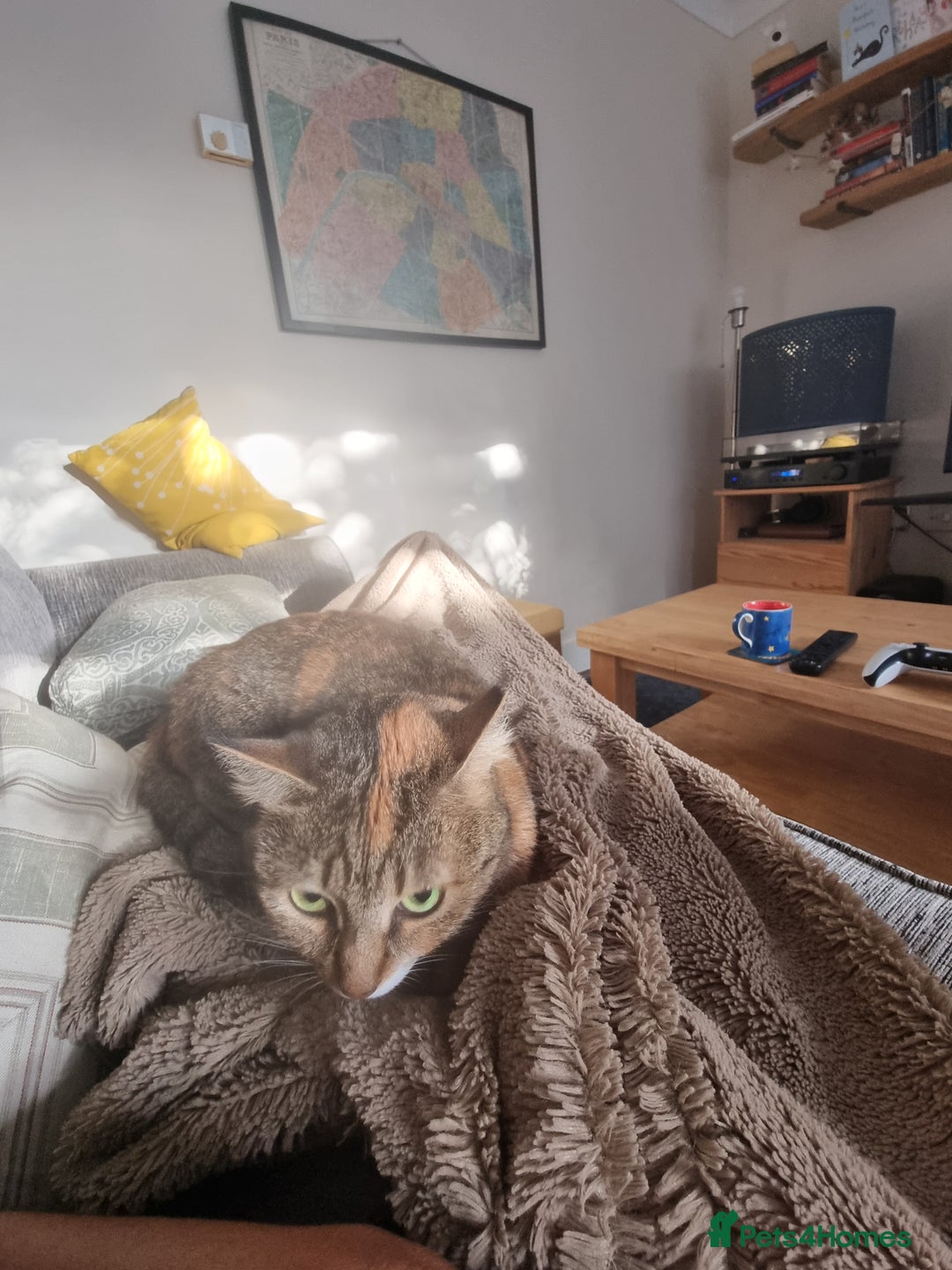 Mixed Breed cats for adoption: Hiyori & Ollie - beautiful pair - Image 8