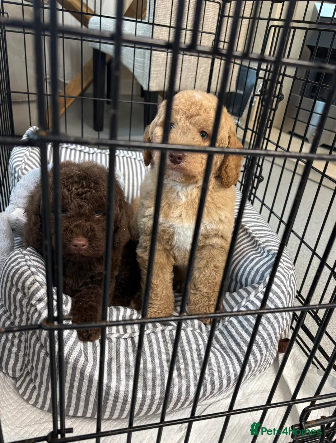 Labradoodle dogs for sale: Miniature Labradoodle puppies - Advert 10