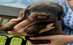 Cocker Spaniel dogs for sale: Cocker Spaniel Purebred Puppies Bitches available - Image 8