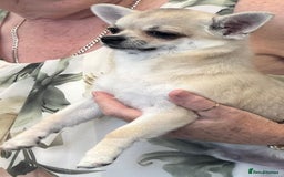 Chihuahua dogs for sale: Smooth coat boys available - Image 5