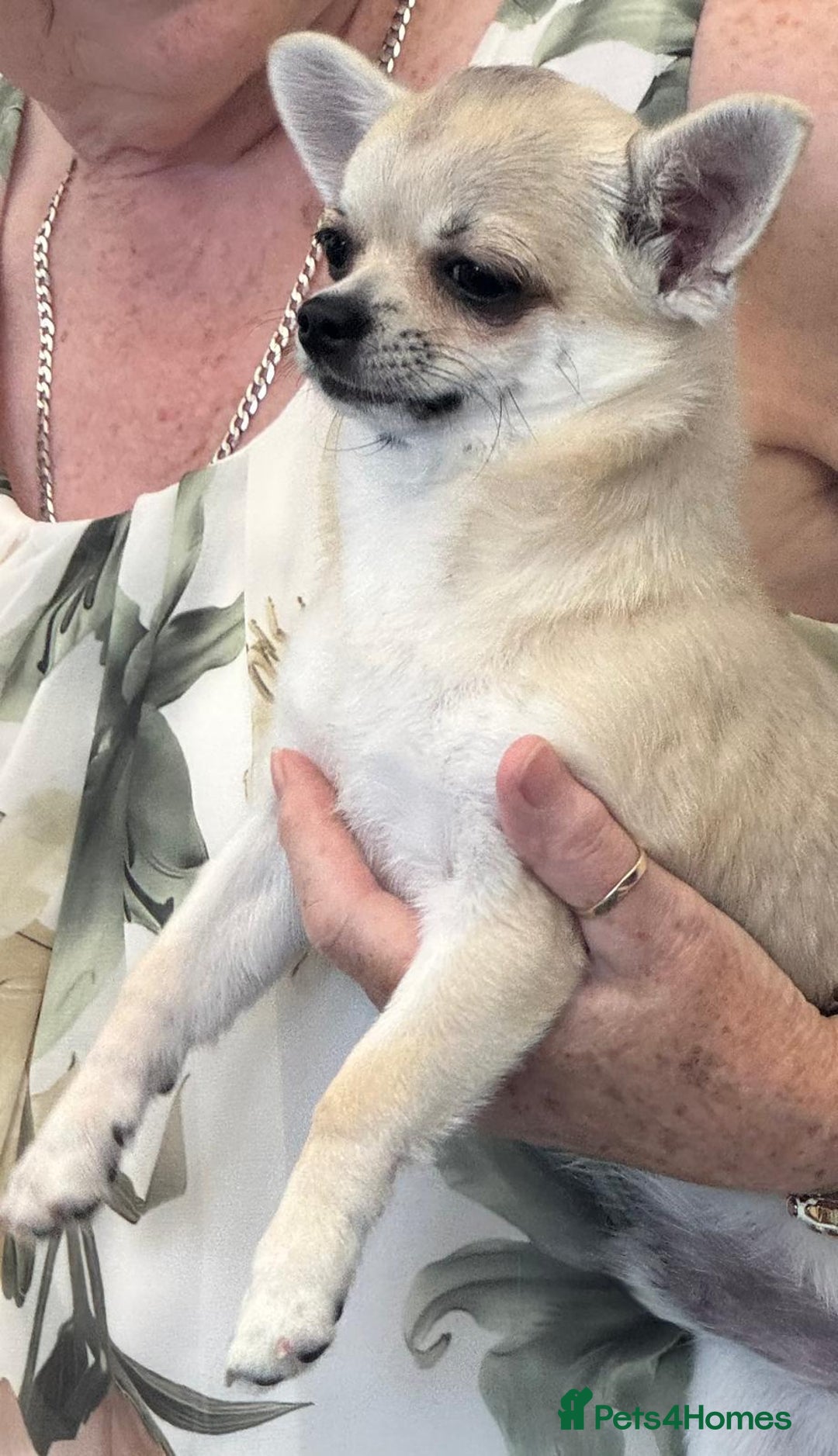 Chihuahua dogs for sale: Smooth coat boys available - Image 5