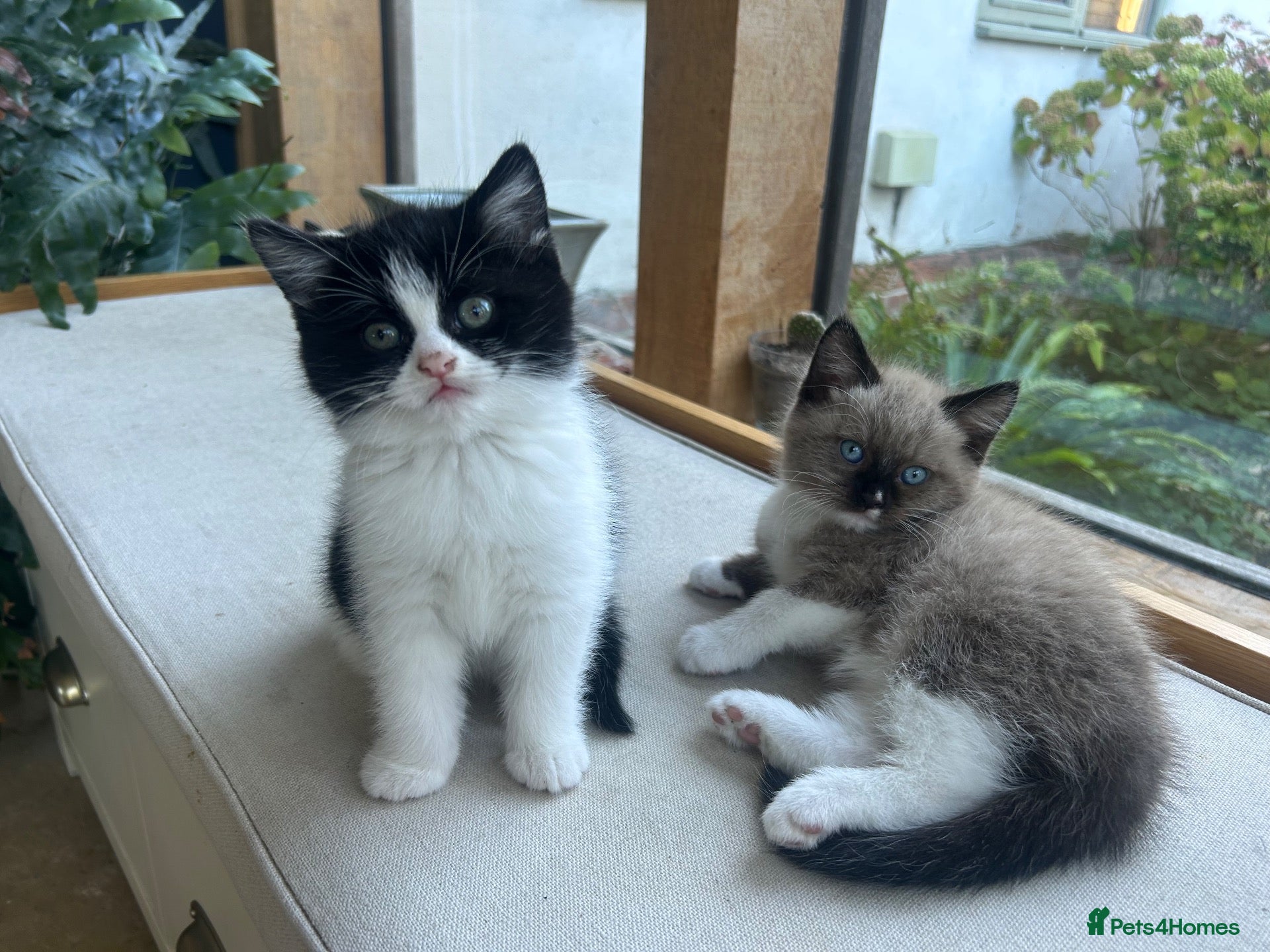 Mixed Breed cats Ragdoll/Persian - kittens  - Advert 16