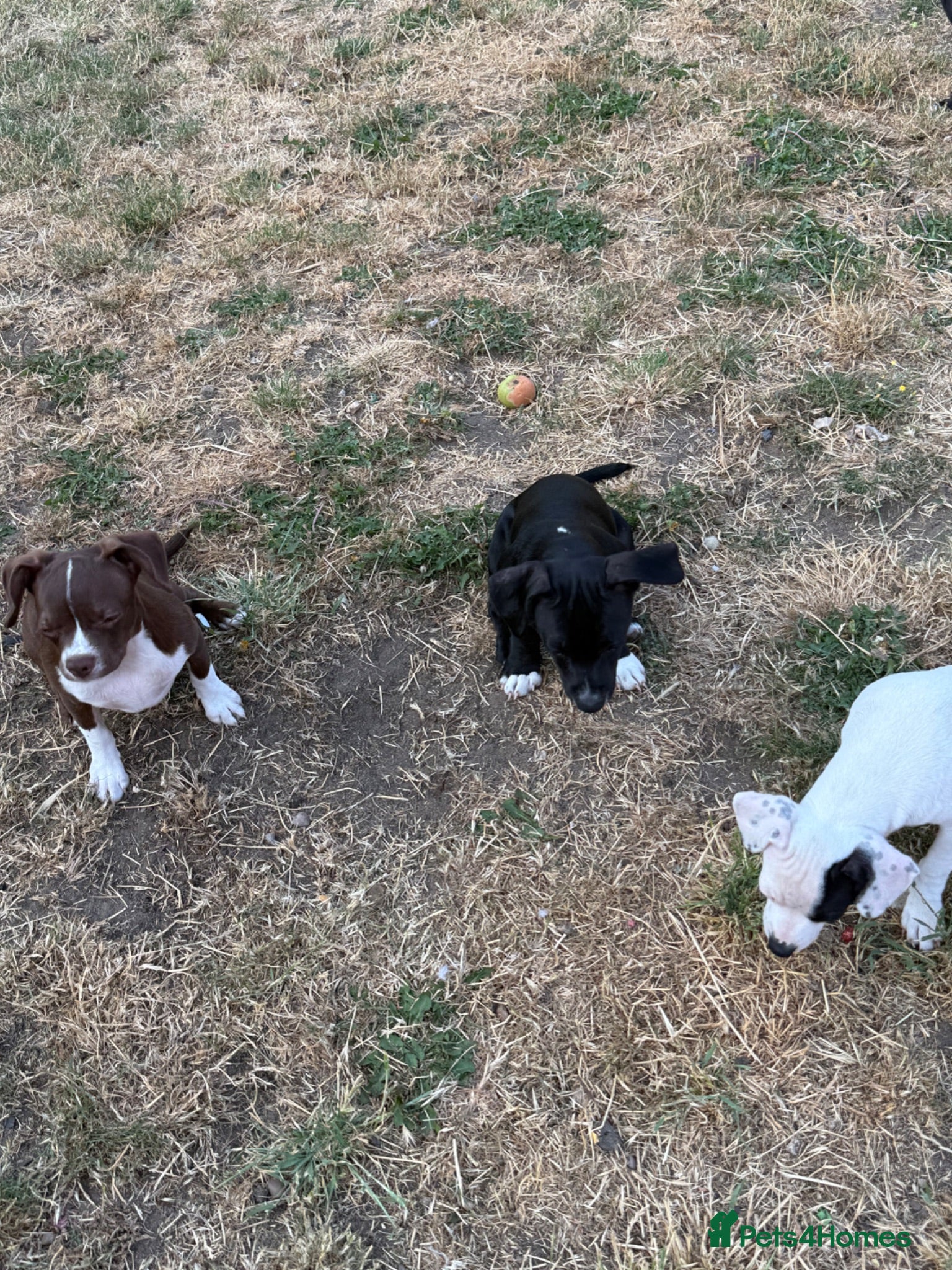 Mixed Breed dogs  16weeks old mixed breed - Advert 2