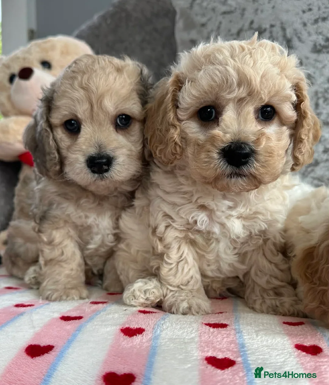 Mixed Breed dogs for sale: Stunning Cavapoochon puppies  - Advert 7