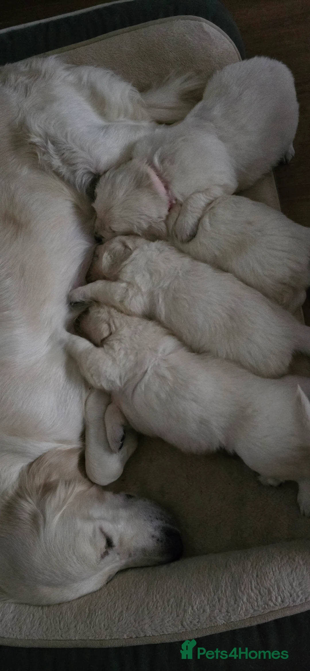 Golden Retriever dogs for sale: Adorable white Golden Retriever - Advert 18