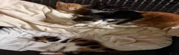 British Shorthair cats for sale: 8 weeks kittens  in Hemel Hempstead - Advert 8