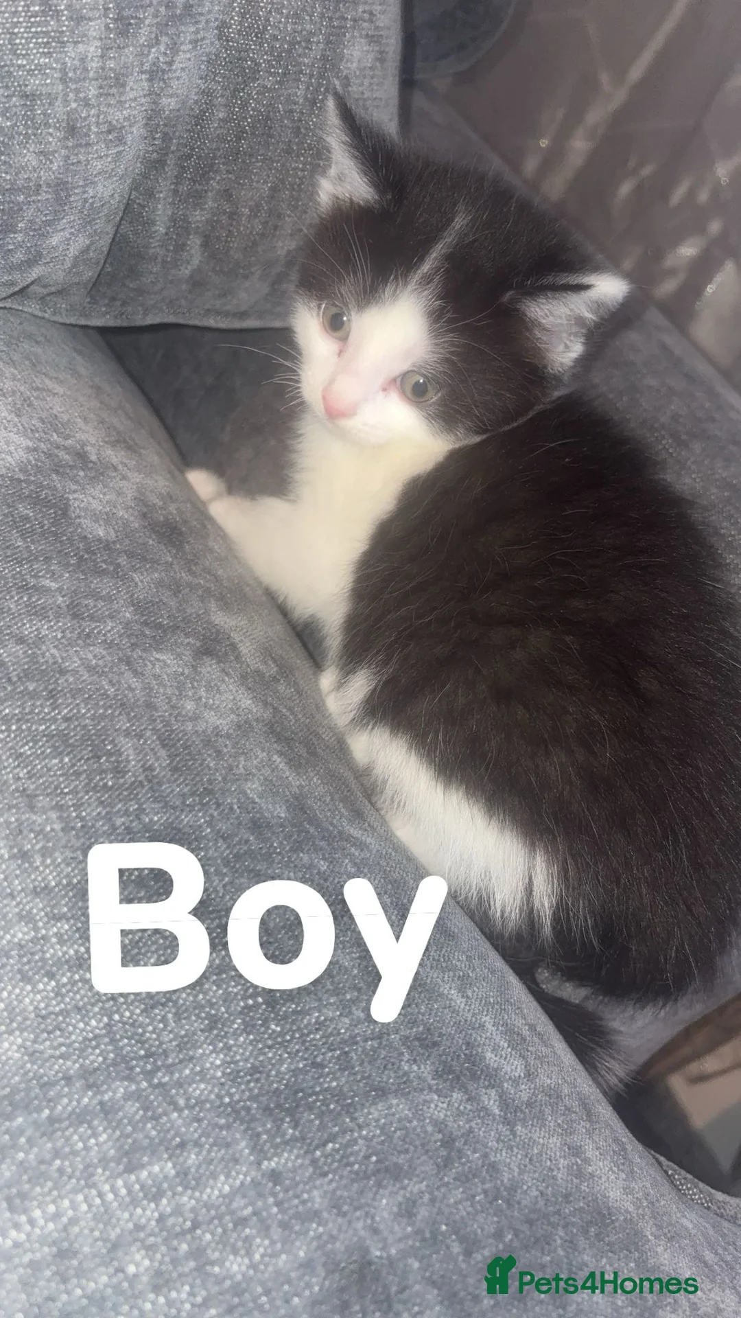 Mixed Breed cats for sale: Ragdoll cross kittens - Advert 2