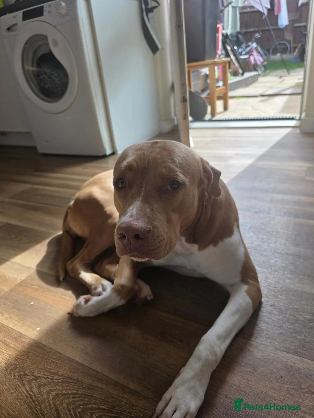Mixed Breed dogs for sale: Miss kyla  - Advert 1