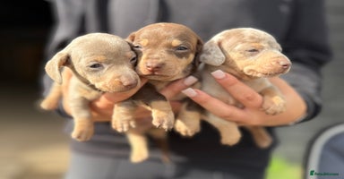 Miniature Dachshund dogs - Advert 7