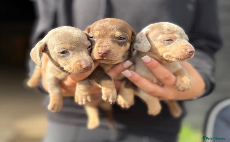 Miniature Dachshund dogs - Advert 4