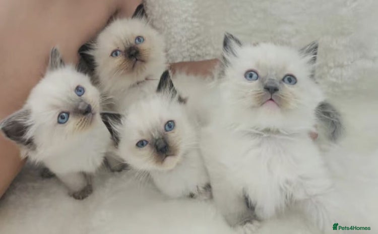 Ragdoll cats - Advert 5