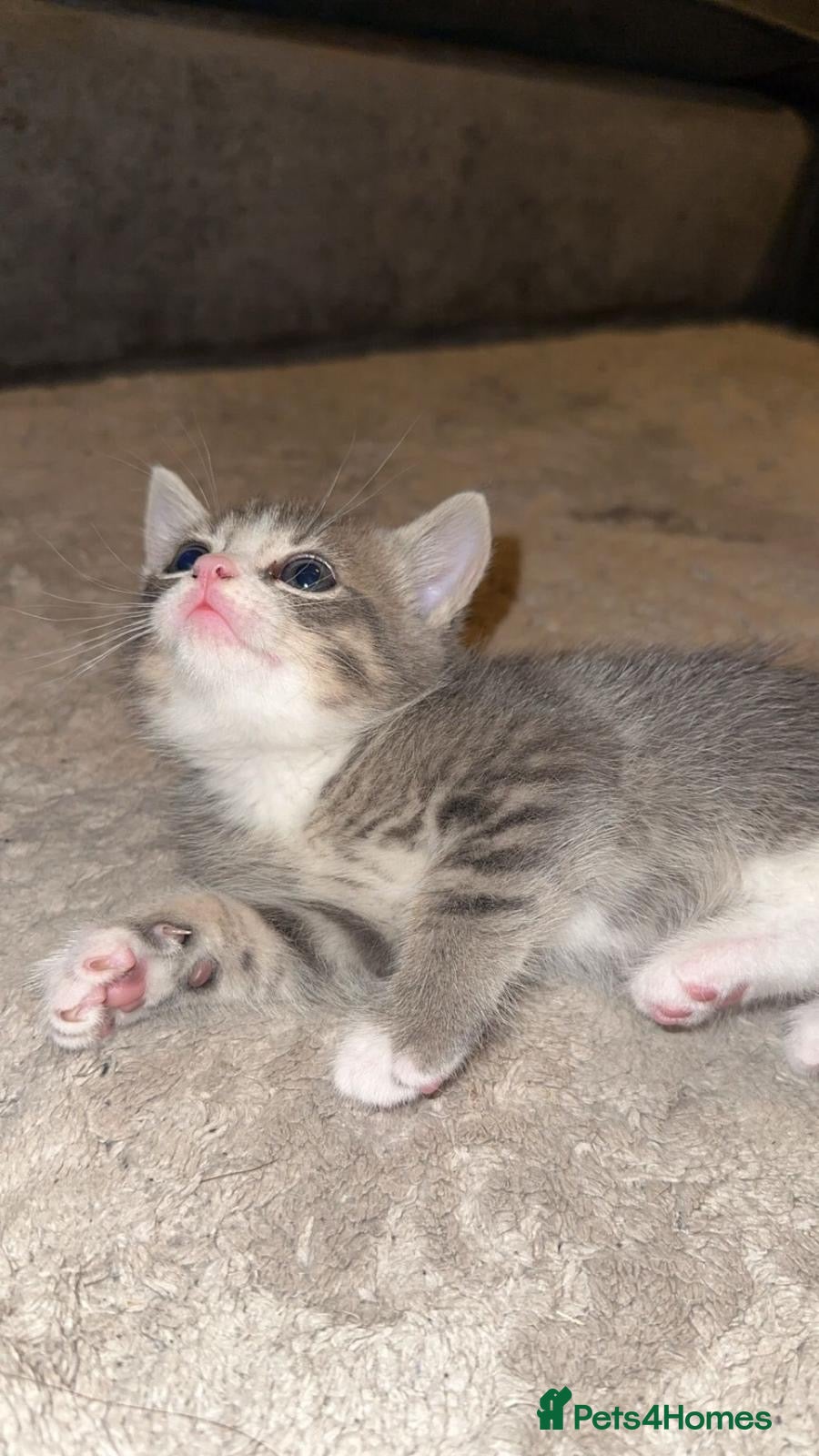 Mixed Breed cats Mixed British short hair x bengal kittens  - Advert 3
