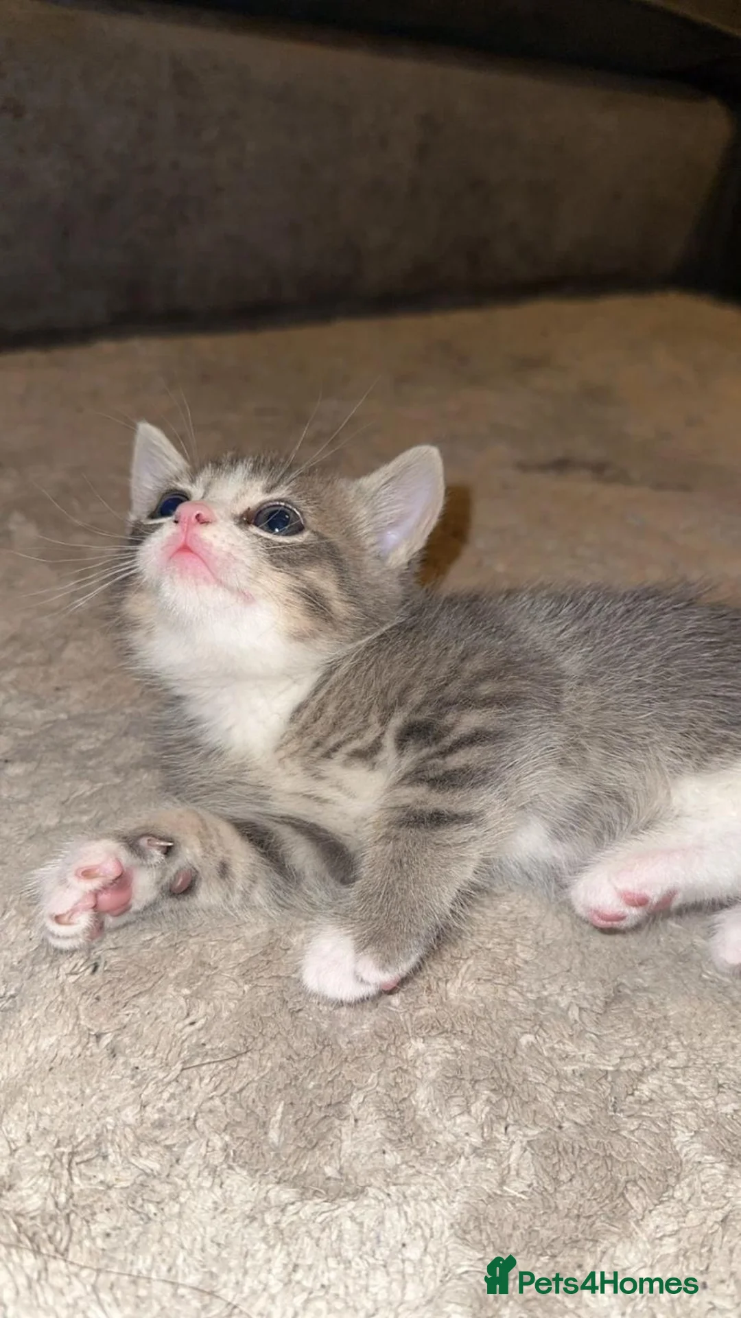 Mixed Breed cats for sale: Mixed British short hair x bengal kittens  - Advert 1