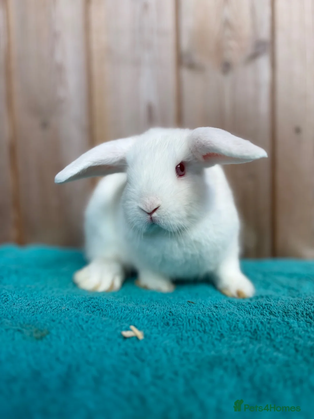 Mini Lop rabbits for sale: REW Mini Lop Babies Ready To Leave Now  - Advert 9