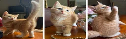 Mixed Breed cats for sale: Ginger Calico Tuxedo Kittens London-Richmond Sale - Advert 14