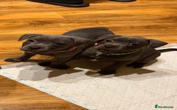 Staffordshire Bull Terrier dogs for sale: Lovely kc reg Staffordshire bull terrier puppies  - Image 26