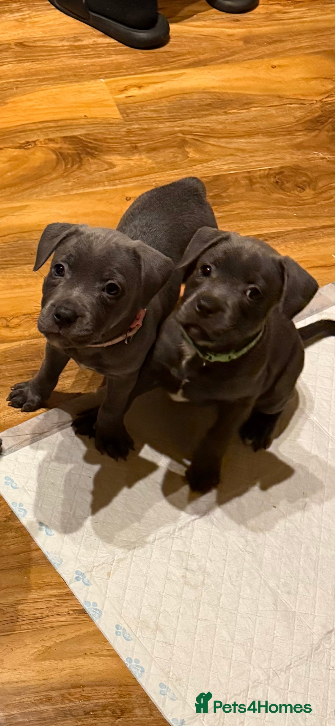 Staffordshire Bull Terrier dogs for sale: Lovely kc reg Staffordshire bull terrier puppies  - Image 26