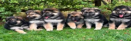 German Shepherd dogs for sale: Pedigree German shepherd puppies  in Ashford - Advert 4