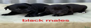 Staffordshire Bull Terrier 4