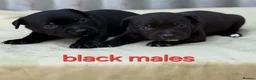 Staffordshire Bull Terrier dogs for sale: **Champion bloodlines puppies** - Advert 18