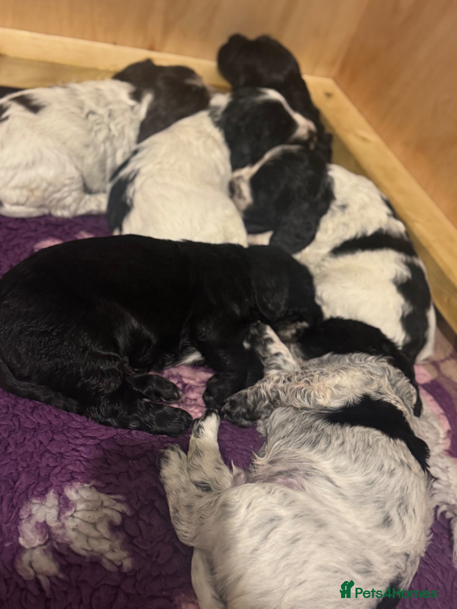 Cocker Spaniel dogs 6 cocker spaniel puppies  - Advert 2