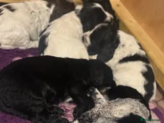 Cocker Spaniel dogs 6 cocker spaniel puppies - Advert 2