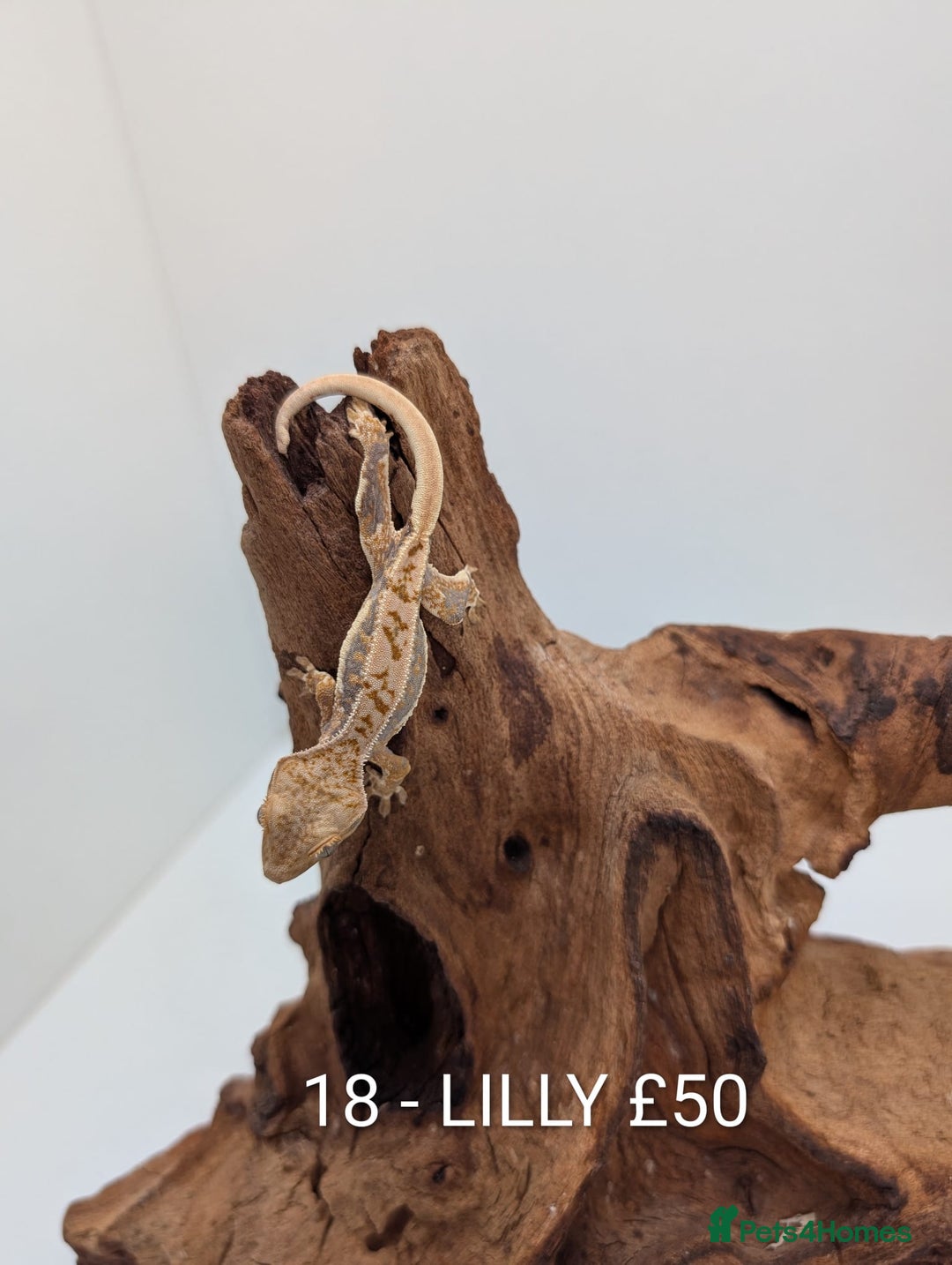 Gecko reptiles for sale: Beautiful baby crested geckos! - Advert 17