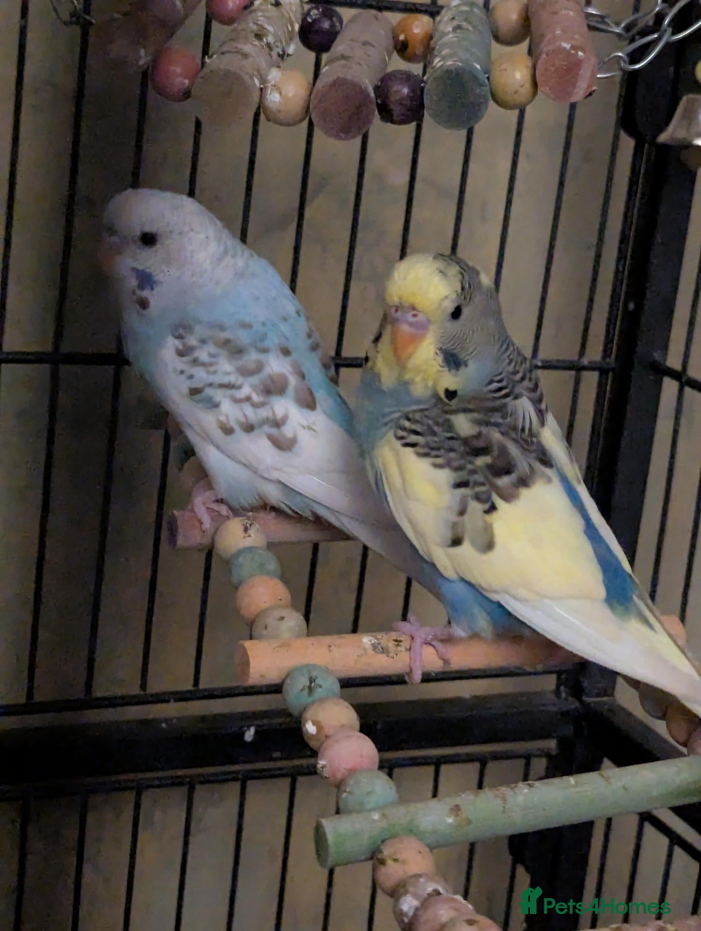 Budgerigars birds Budgies for sale - Advert 1