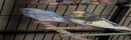 Budgerigars birds for sale: Budgies for sale - Advert 1