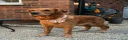 Golden Retriever dogs for sale: 🧸 Puppies Arrived - Pedigree KC Boys Available 🧸 - Advert 7