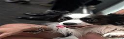 Mixed Breed dogs for stud: Nacho - Advert 2