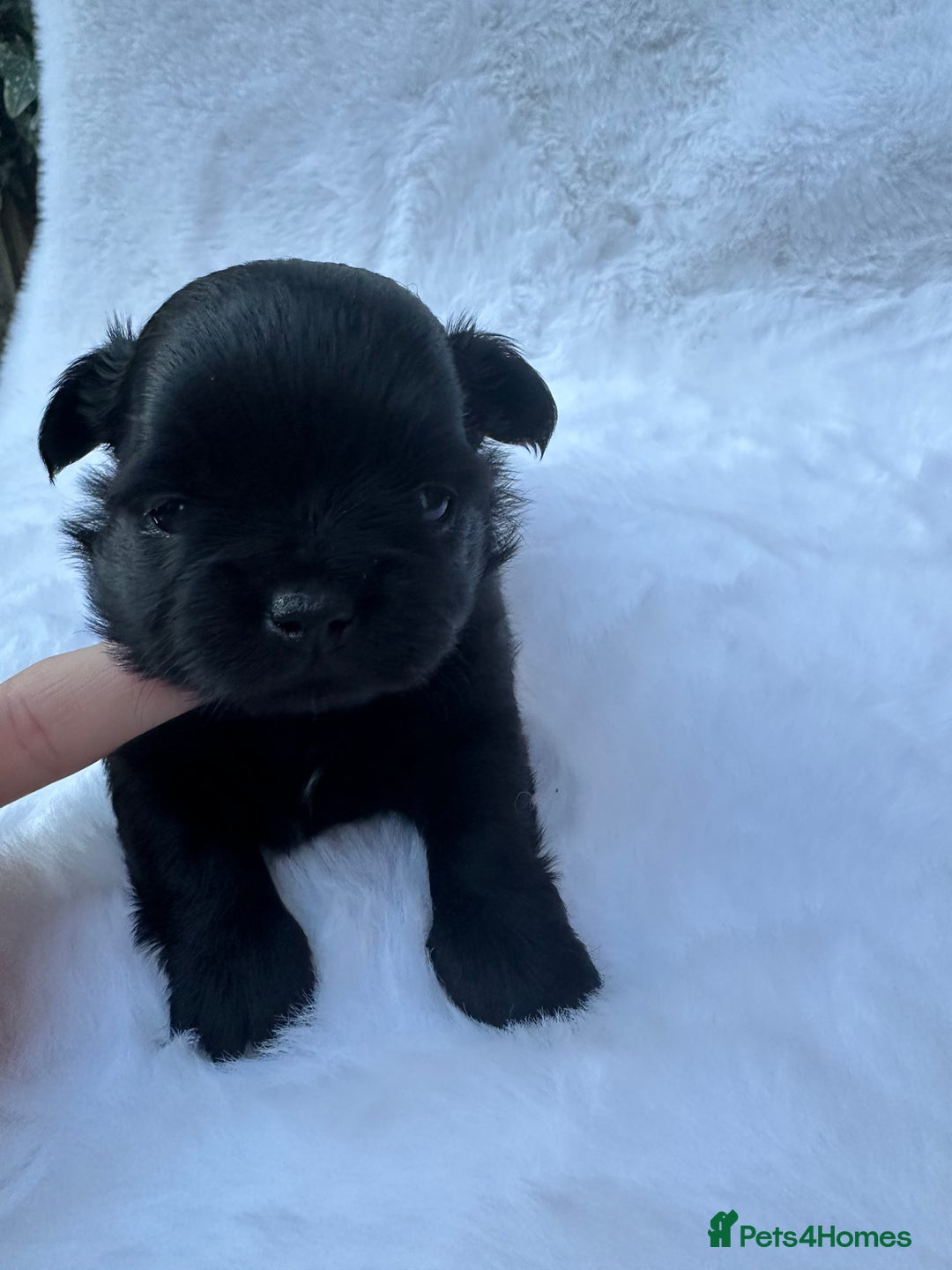 Mixed Breed dogs for sale: Chihuahua × Jack Russell Puppies – KC Reg Dad” - Image 7