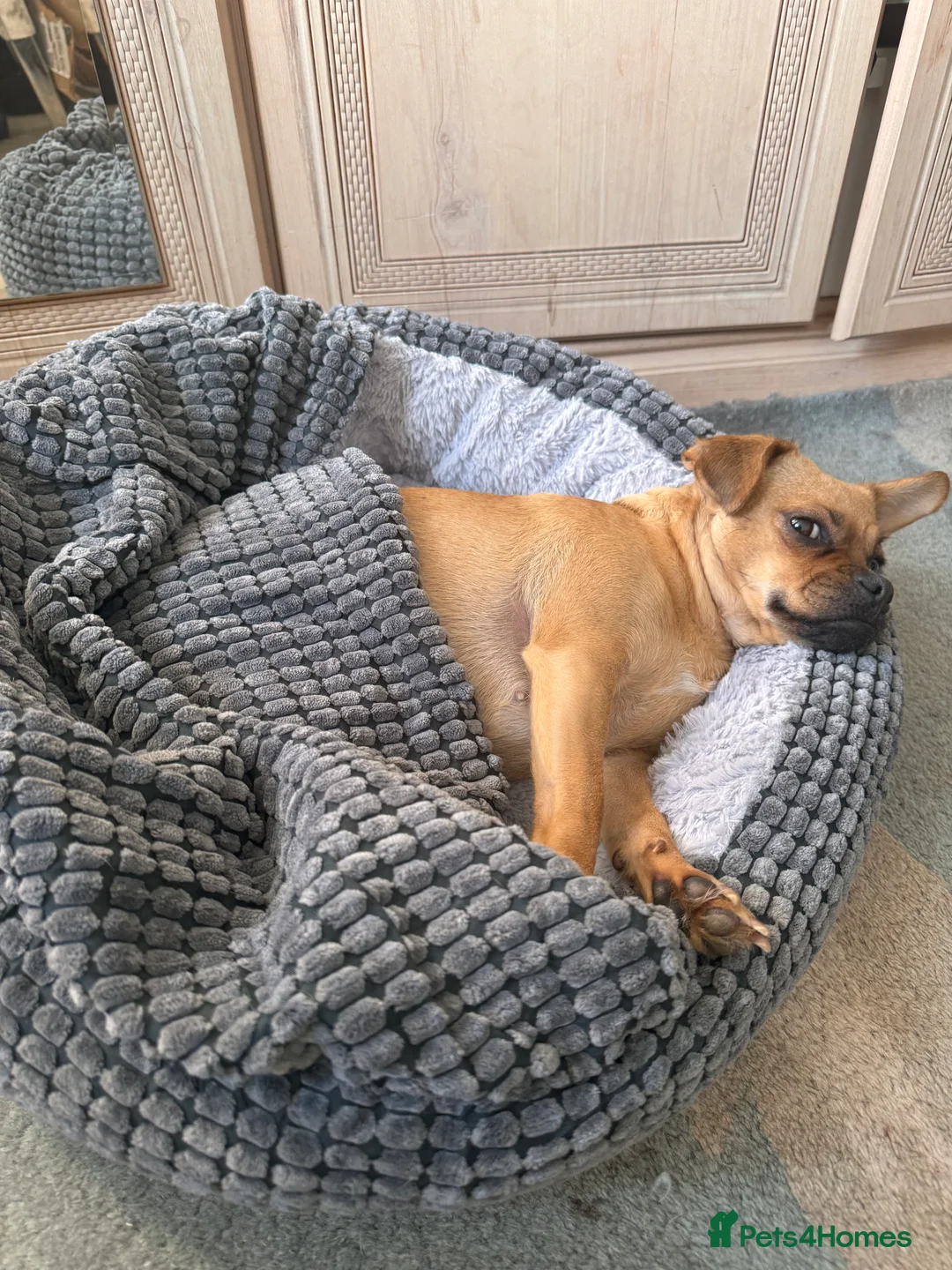 Jug dogs for sale: Jug (Jack Russell & Pug) Female  - Advert 8