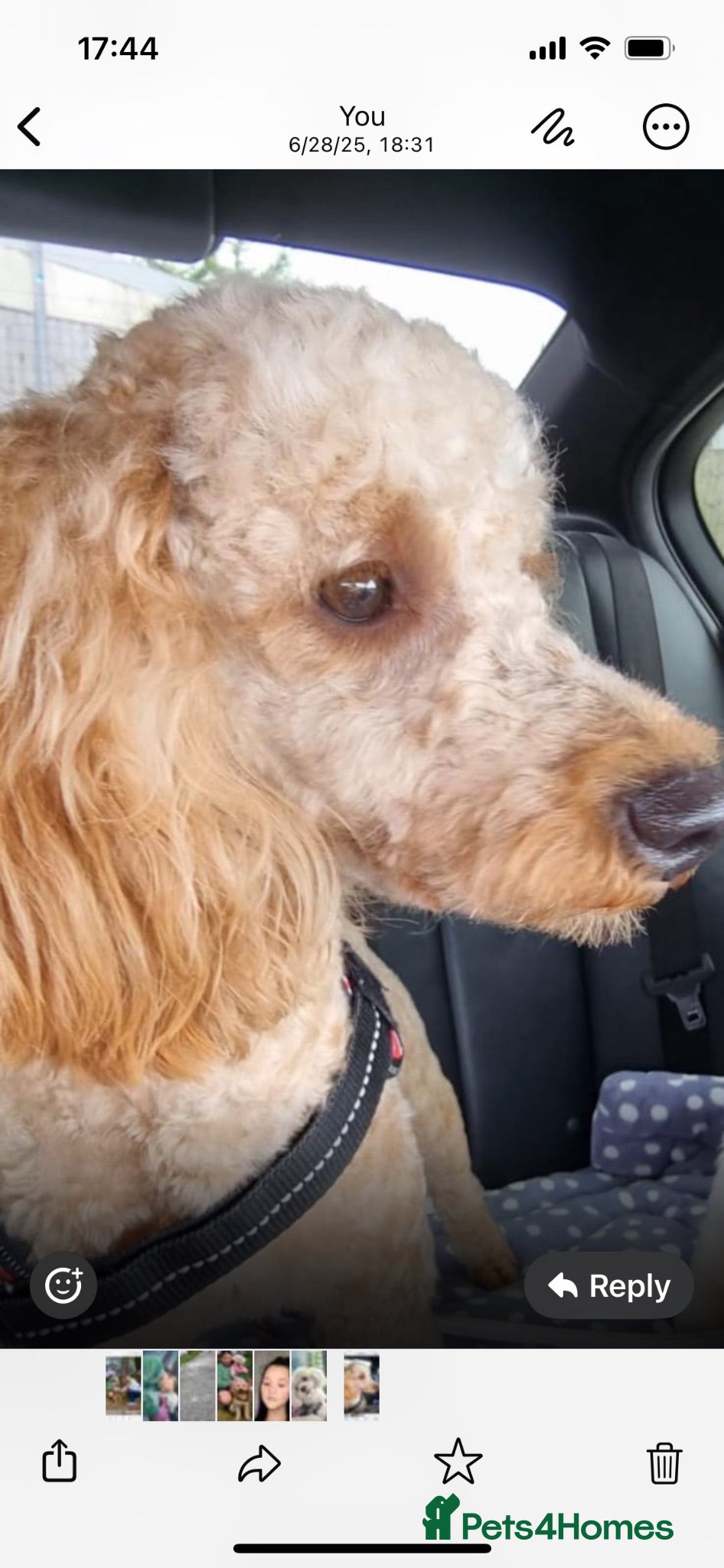 Miniature Poodle dogs Miniature Poodle for stud  - Advert 4