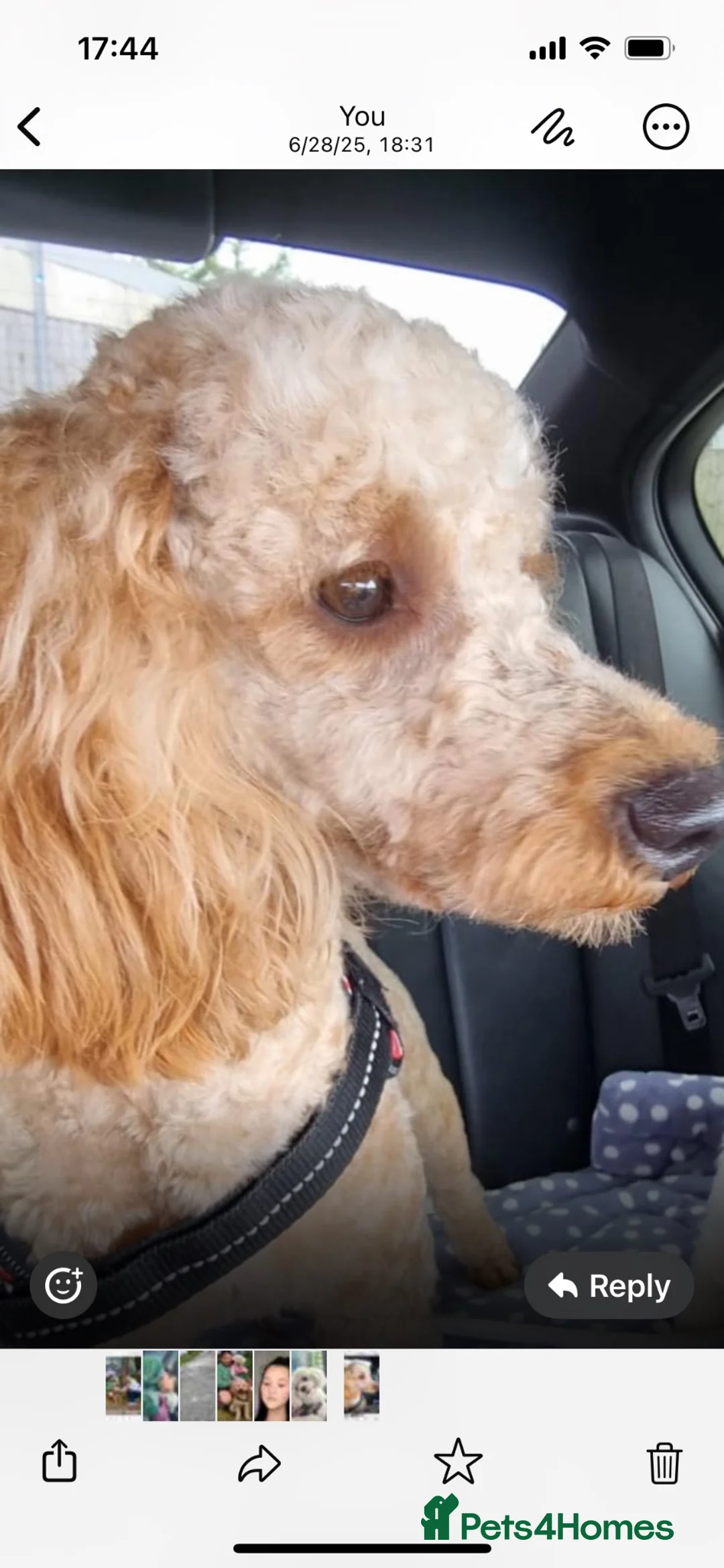 Miniature Poodle dogs for stud: Miniature Poodle for stud  in Morecambe - Advert 1