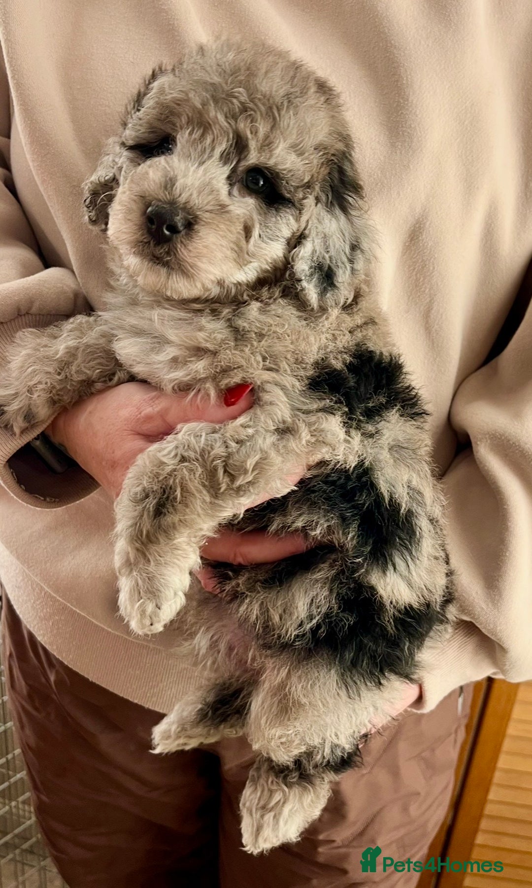 Labradoodle dogs for sale: F1b Labradoodles, Miniature Health tested parents - Advert 5