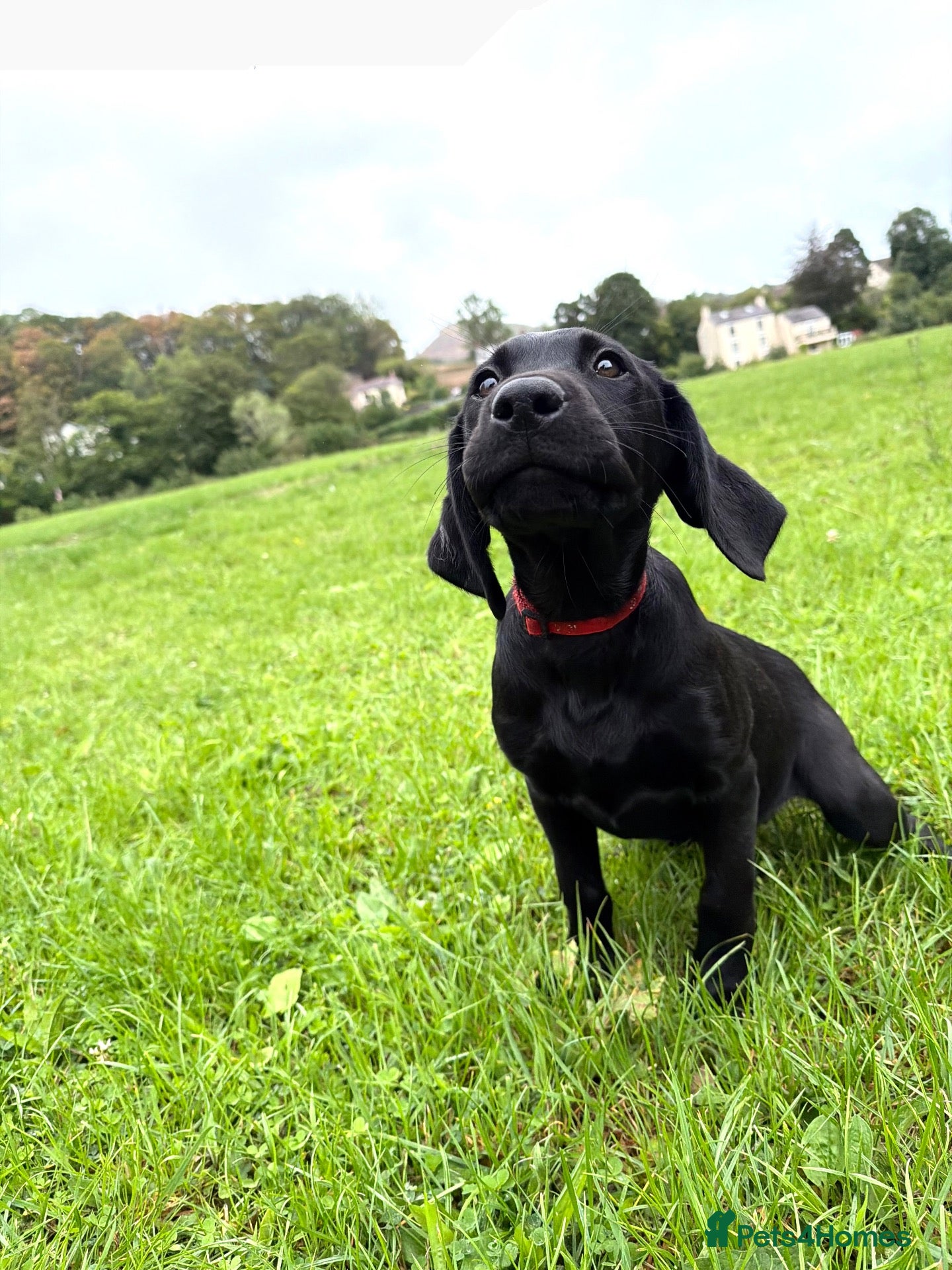Labrador Retriever dogs FTCH Drakeshead Labrador boys  - Advert 3