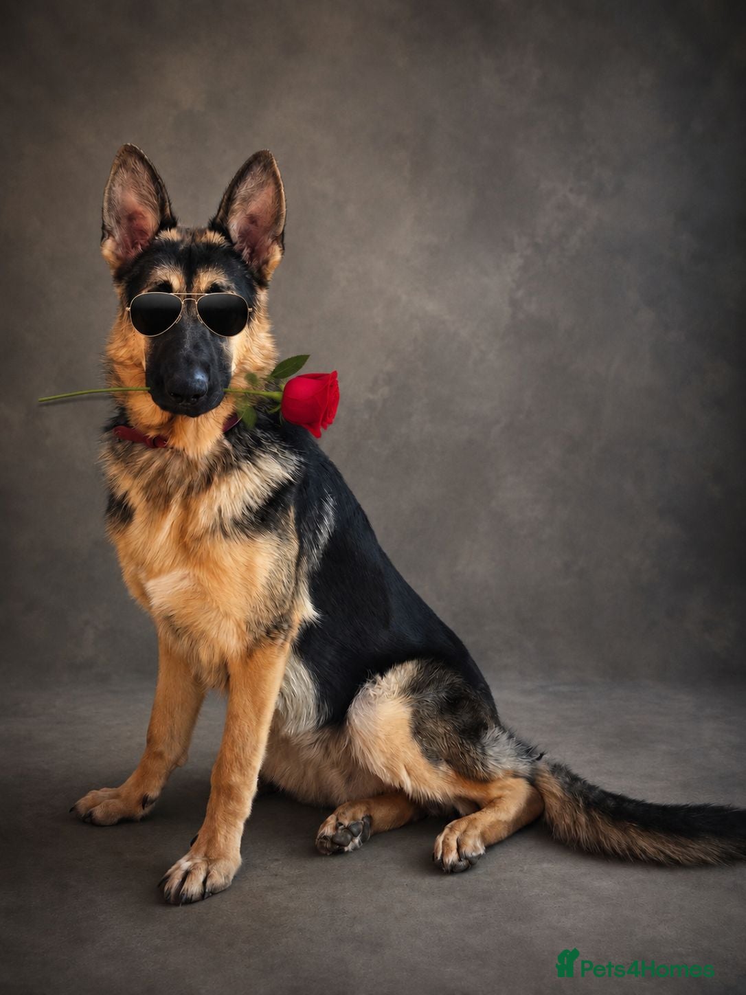 German Shepherd dogs Straight back working line stud - Advert 15
