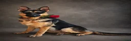 German Shepherd dogs for stud: Harvonock's King Koda @ stud - Advert 17