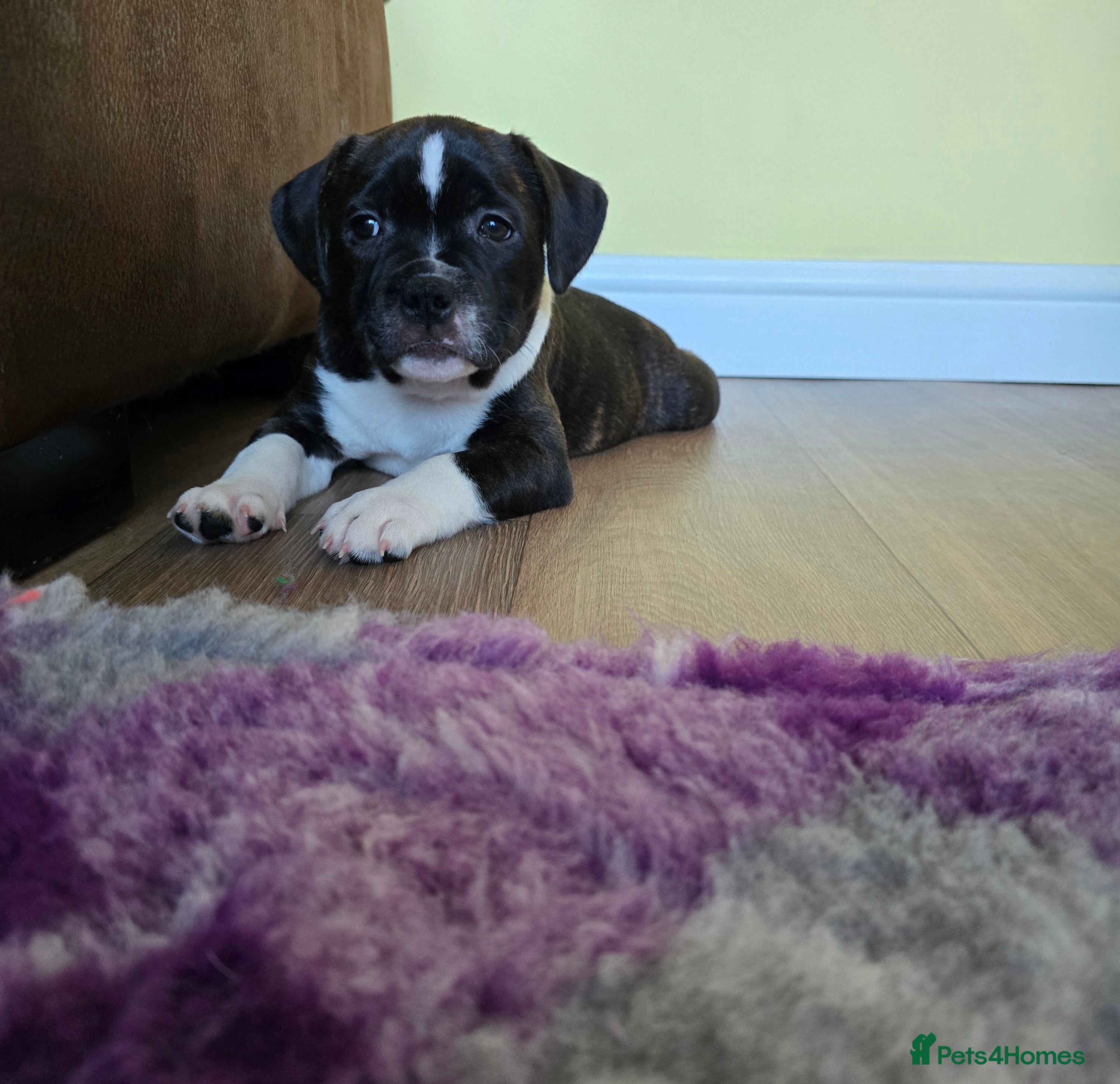 Staffordshire Bull Terrier dogs COI 2.5 Stunning SBT puppies - Advert 4