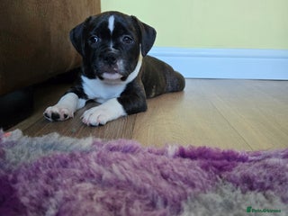 Staffordshire Bull Terrier dogs COI 2.5 Stunning SBT puppies - Advert 4